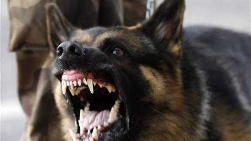 إصابة 10 أشخاص بينهم أطفال في هجوم كلب مسعور بقرية سيلا في الفيوم