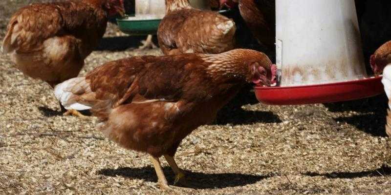 فرنسا ترفع مستوى خطر إنفلونزا الطيور من ”متوسط” إلى ”مرتفع”