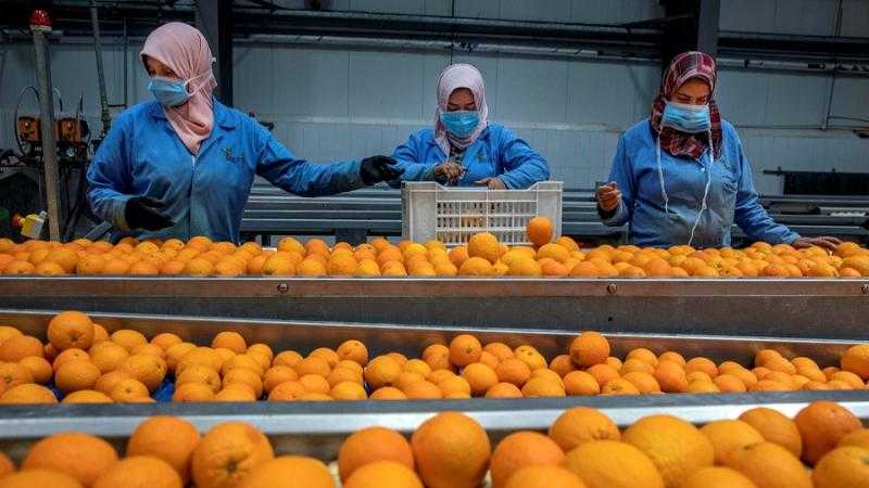 ”الزراعة”: مفاوضات مكثفة مع الدومينيكان لفتح أسواق الكاريبي للموالح والرمان