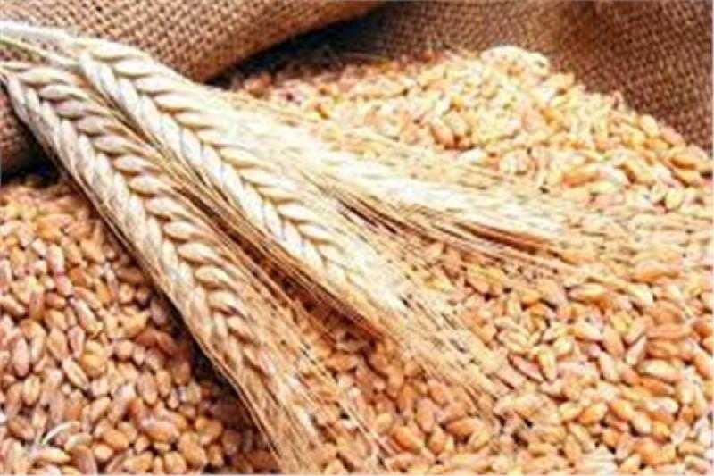 الزراعة تُوحد جهودها الإرشادية لدعم المزارعين استعدادًا للموسم الجديد وزيادة إنتاج القمح