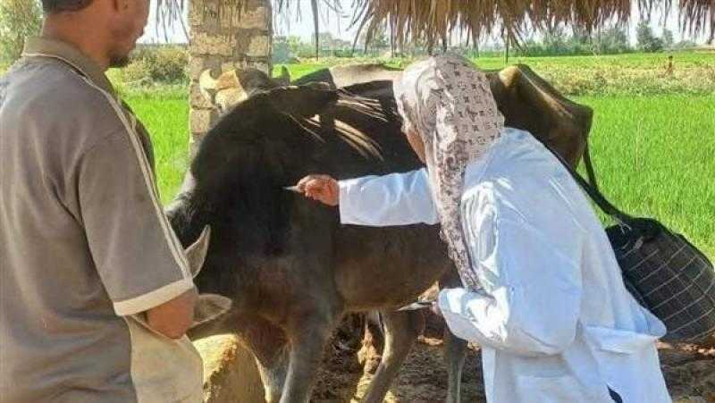 هل اللحوم آمنة بعد انتشار وباء الحمى القلاعية.. نقيب الفلاحين يجيب