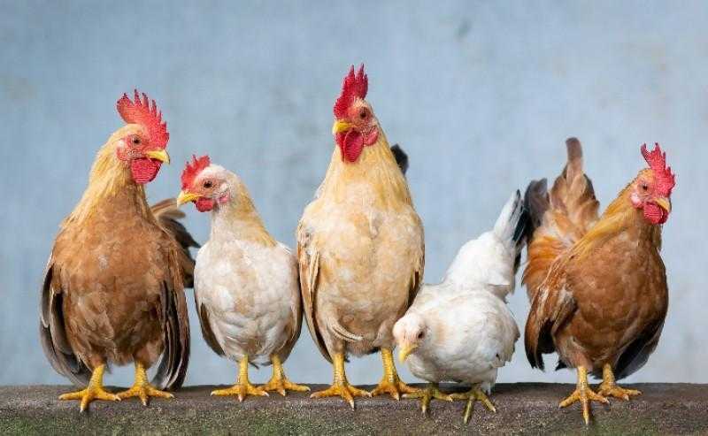 انخفاض طفيف في أسعار الفراخ البيضاء والكتاكيت في بورصة الدواجن اليوم السبت 15 نوفمبر