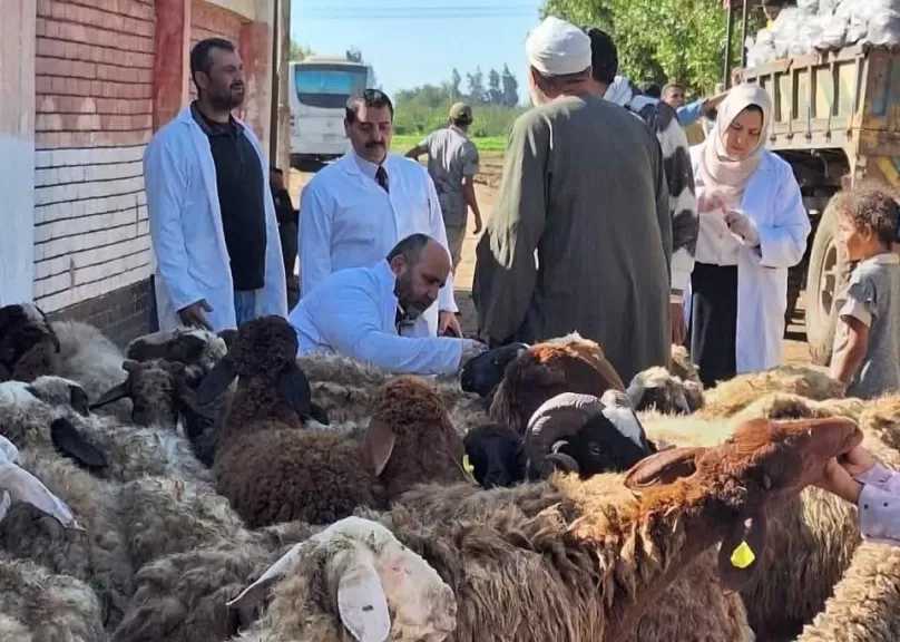 فحص 12 ألفا و750 رأس ماشية في 17 مجزرا حكوميا بالشرقية