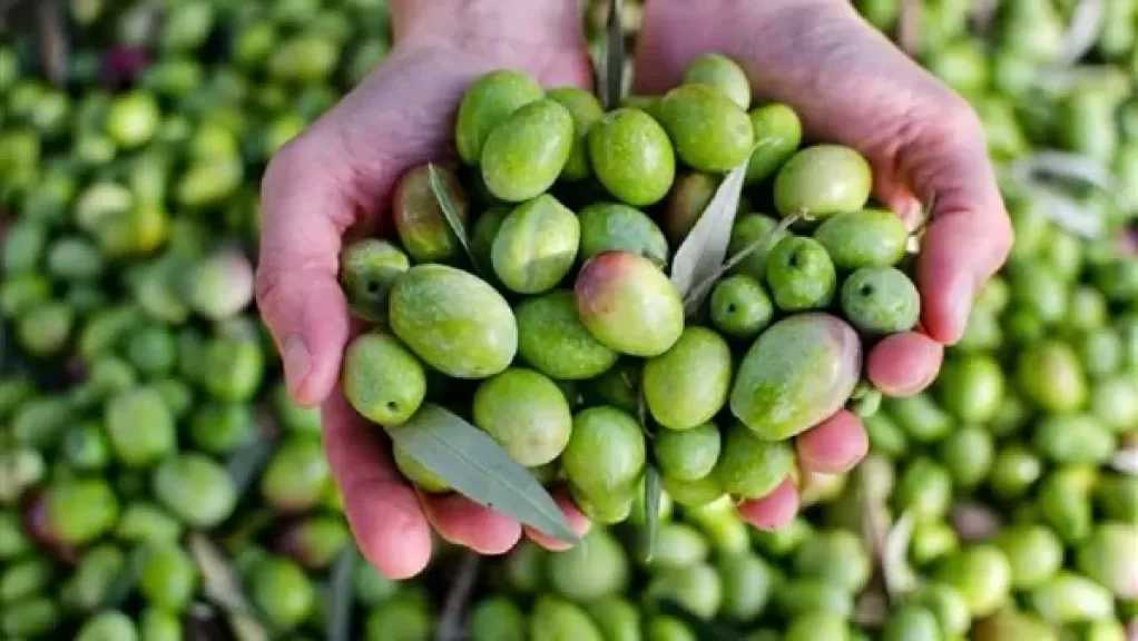 تعرف على الفوائد الصحية لتناول الزيتون مع الطعام
