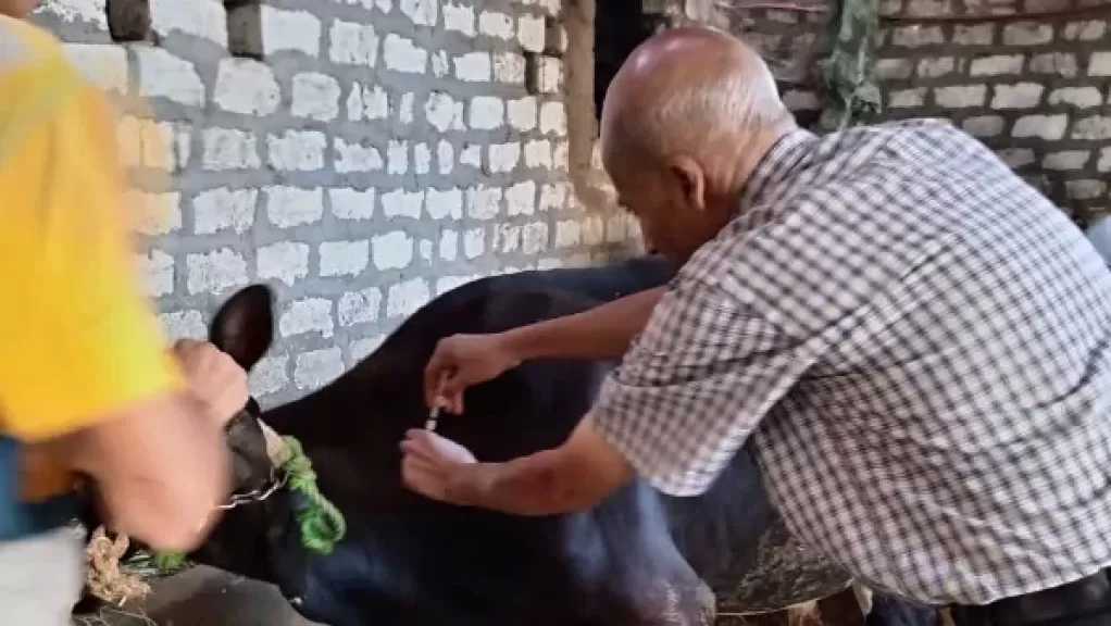 محافظ أسيوط: تحصين 112 ألف رأس ماشية ضد الحمى القلاعية و الوادي المتصدع