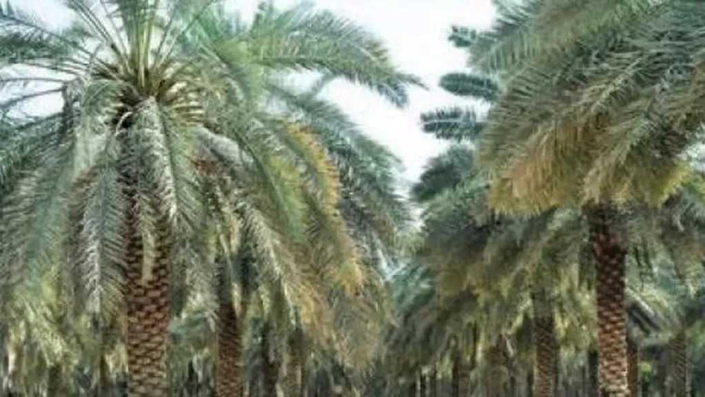 زراعة الوادي الجديد: علاج 59 ألف شجرة نخيل من مرض سوسة النخيل الحمراء