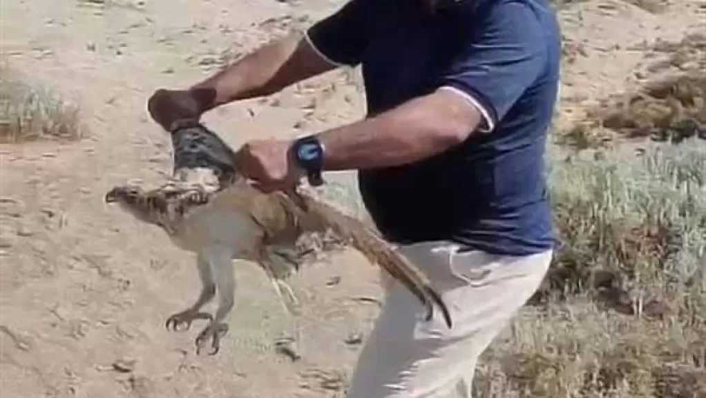 إطلاق طائر العقاب النسارى بعد علاجه بمحمية وادى الجمال