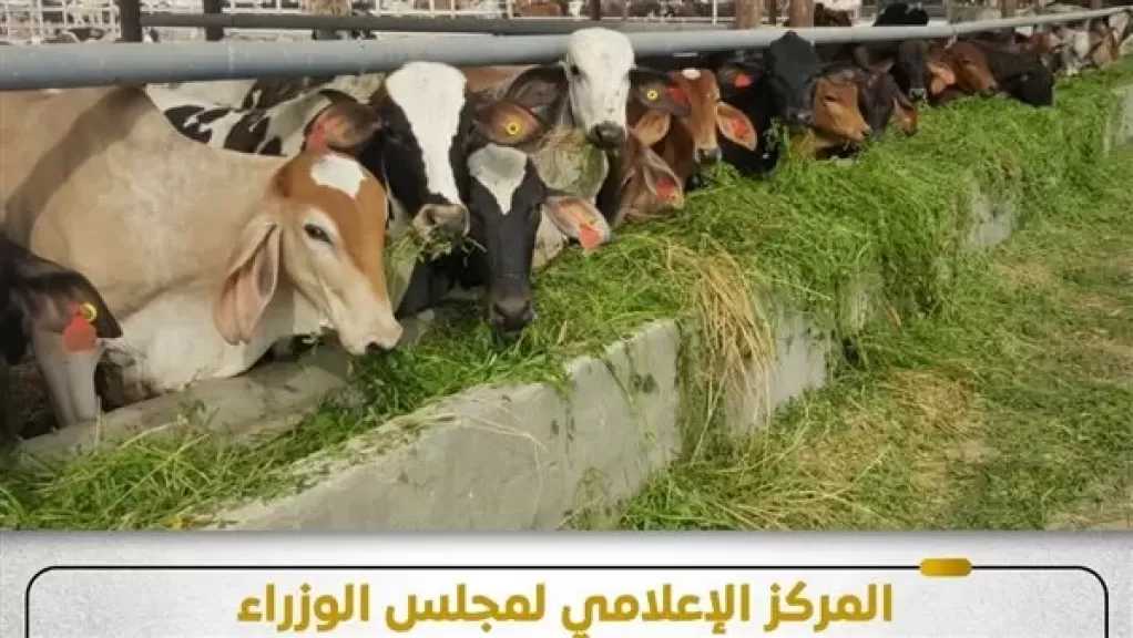 ”إعلامي الوزراء” يوضح حقيقة نفوق 500 رأس ماشية بالمنوفية