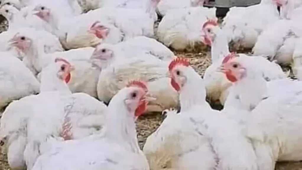 منتجي الدواجن: كيلو الفراخ يكلف 75 جنيها ويباع بأقل من سعر التكلفة
