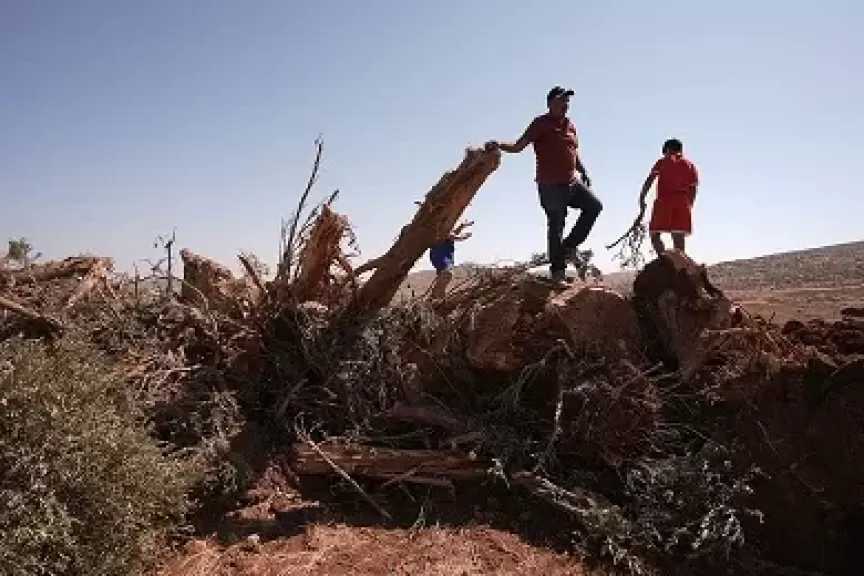 القدس.. مستوطنون إسرائيليون يقطعون 40 شجرة زيتون