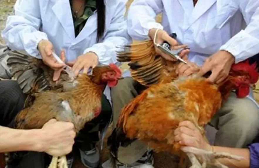تحصين 250 ألف طائر ضد الإنفلونزا والأمراض الوبائية بكفر الشيخ