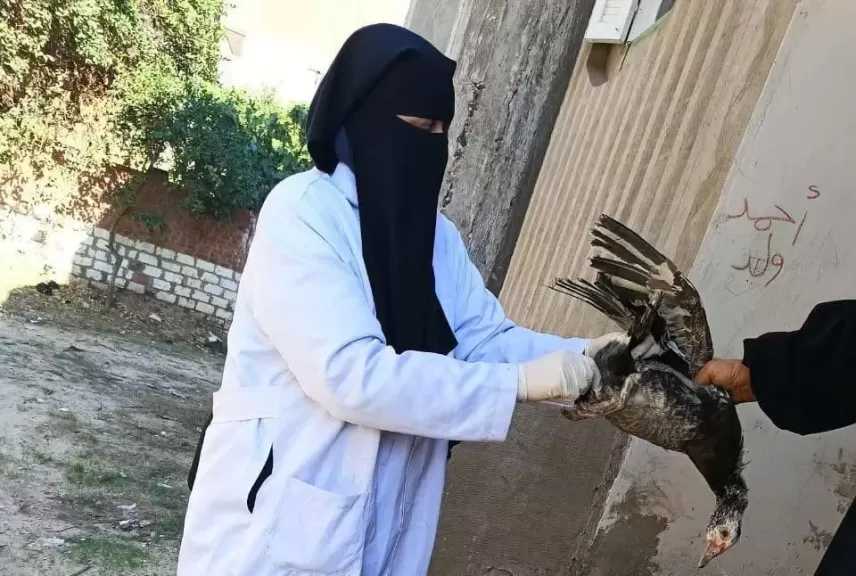 تحصين 25 ألف طائر في حملات مكبرة بكفر الشيخ