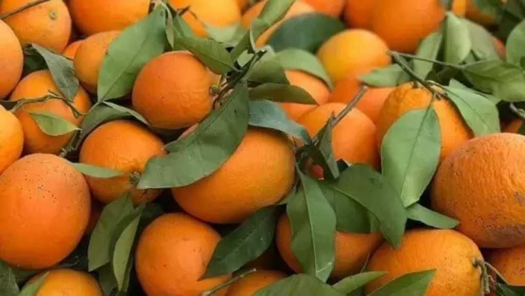 الزراعة تنجح في فتح سوق جمهورية الدومينكان أمام الموالح المصرية والرمان
