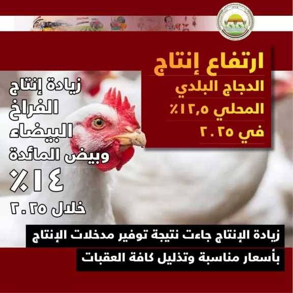 الزراعة: ليس هناك مبرر لارتفاع أسعار الكتاكيت في الأسواق