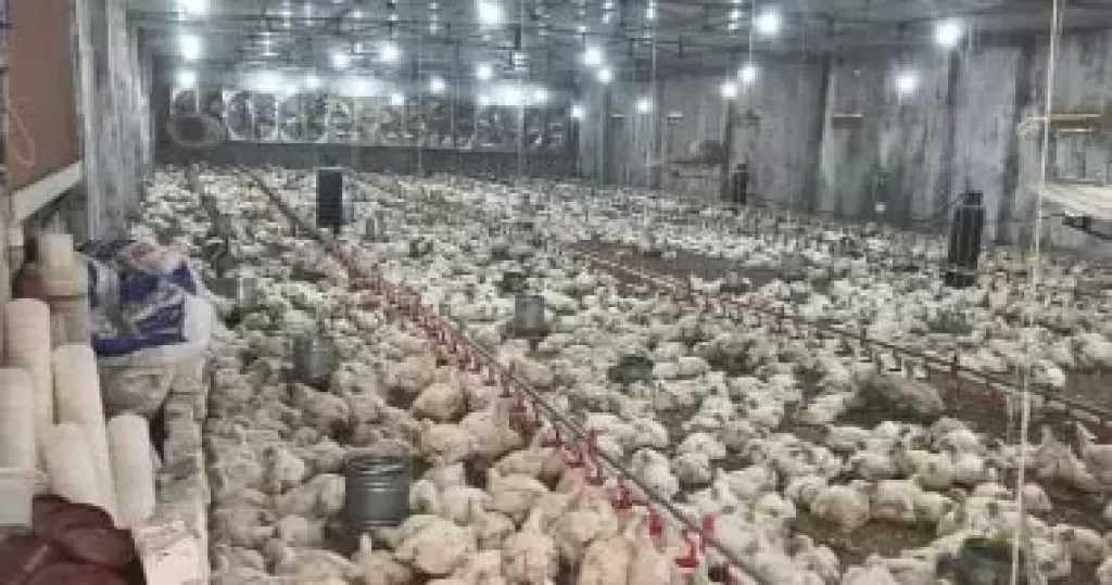 الاتحاد العام لمنتجي الدواجن: فائض إنتاجي يتجاوز 20% جاهز للتصدير