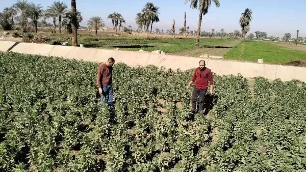 ”الزراعة” تتفقد البرامج البحثية وحقول التقاوي بالبحيرة لمتابعة حالة المحاصيل الشتوية