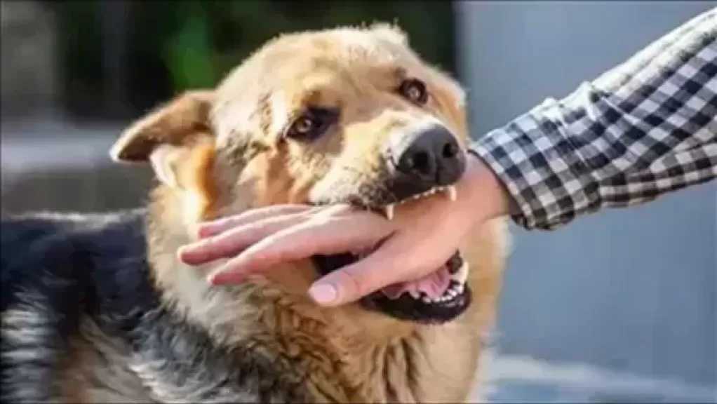 القبض على المتهمين باحتجاز كلب والتعدى عليه بالقاهرة
