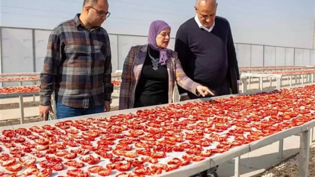 الزراعة تنظم ورشة عمل بالأقصر لدعم منتجي ومصدري الطماطم الطازجة والمجففة