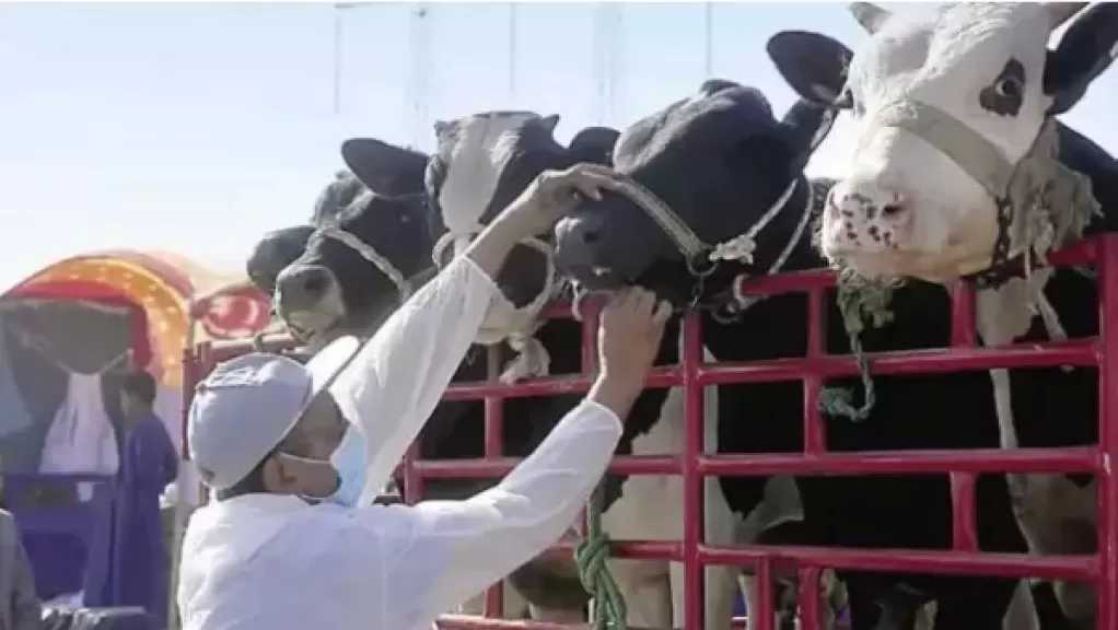 ”الزراعة” تنفذ 83 ألف ندوة إرشادية بيطرية لحماية الثروة الحيوانية خلال 2025