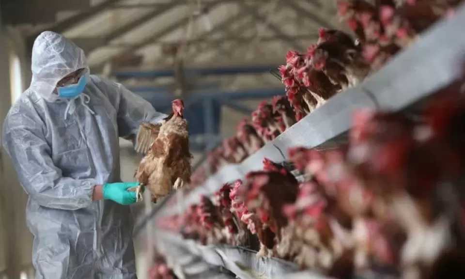 الوادي الجديد: فحص آلاف الطيور واستمرار أعمال التحصين ضد الأمراض الوبائية