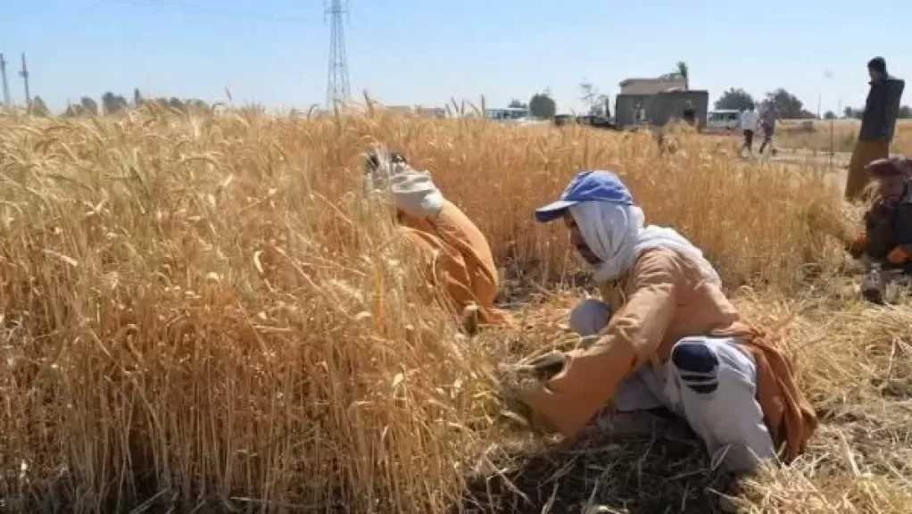 محافظ المنيا يوجّه بتنفيذ خطة موسعة لمكافحة القوارض وحماية محاصيل القمح والقصب