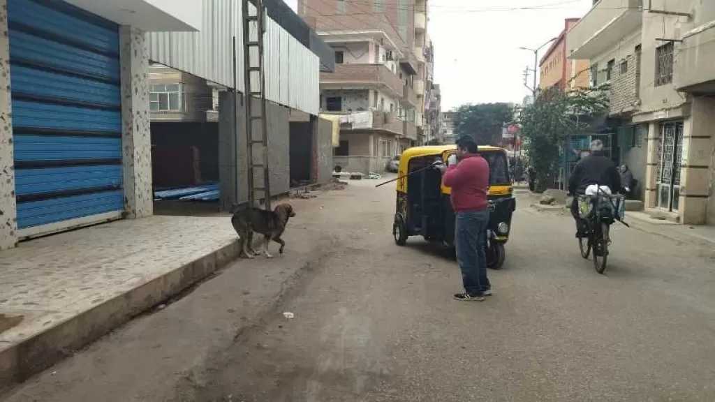 تحصين 20 كلبا حرا ضد مرض السعار في خرسيت بالغربية