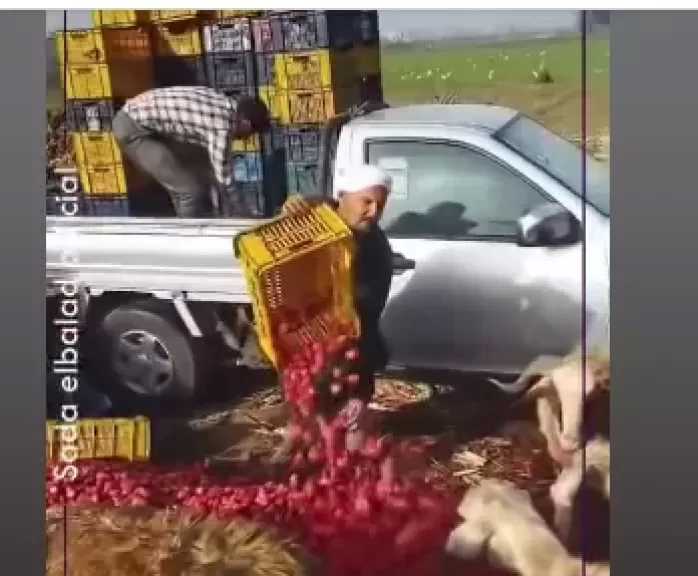 حقيقة فيديو إلقاء الفراولة في الشوارع.. نقيب الفلاحين يكشف التفاصيل