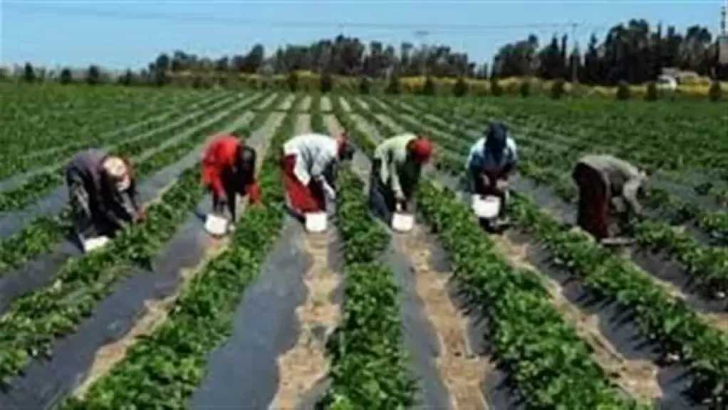الزراعة تحذر المزارعين من التقلبات الجوية وتدعو لإجراءات وقائية عاجلة