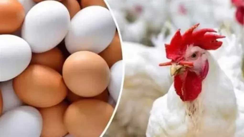 شعبة المواد الغذائية: تراجع مرتقب لأسعار البيض والدواجن