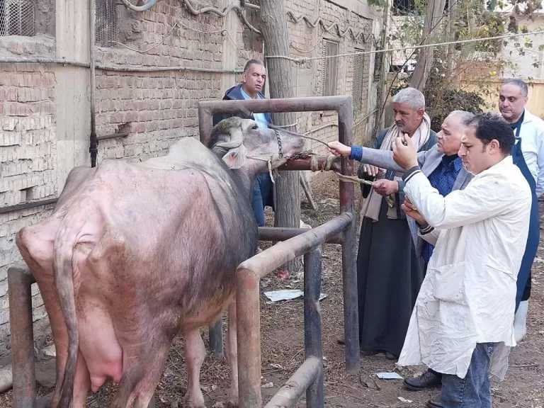 «الزراعة»: 241 قافلة بيطرية مجانية لدعم صغار المربين في 238 قرية خلال يناير
