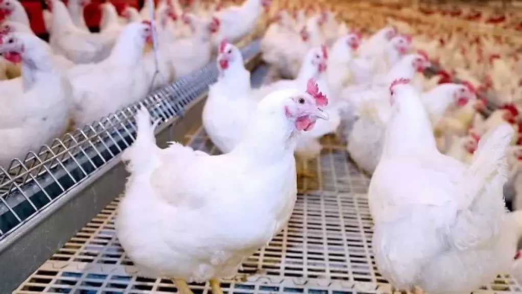 الزراعة تطلق حزمة من الإجراءات الداعمة والخدمات المجانية لمربي الثروة الداجنة
