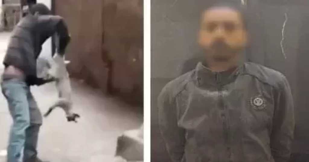 الأمن يضبط المعتدي على قطة في شبرا الخيمة