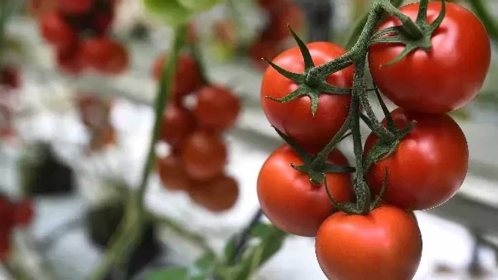 شعبة الخضروات : ارتفاع أسعار الطماطم مؤقت .. وهتنزل قريّب
