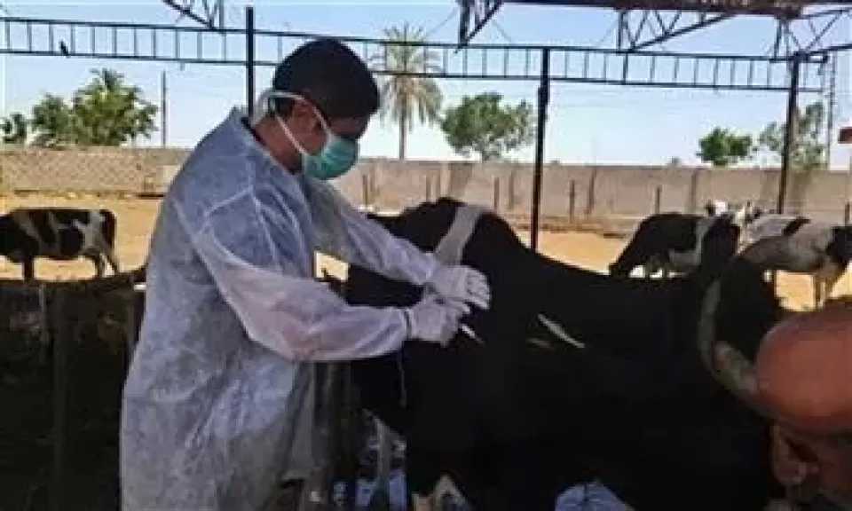 إطلاق الحملة القومية الأولى لـ2026 للتحصين ضد الجلد العقدي بالأبقار وجدري الأغنام لمدة شهر