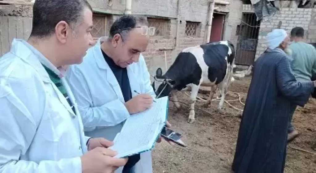 محافظ سوهاج: تحصين 20 ألف رأس ماشية ضد الجلد العقدي وجدري الأغنام