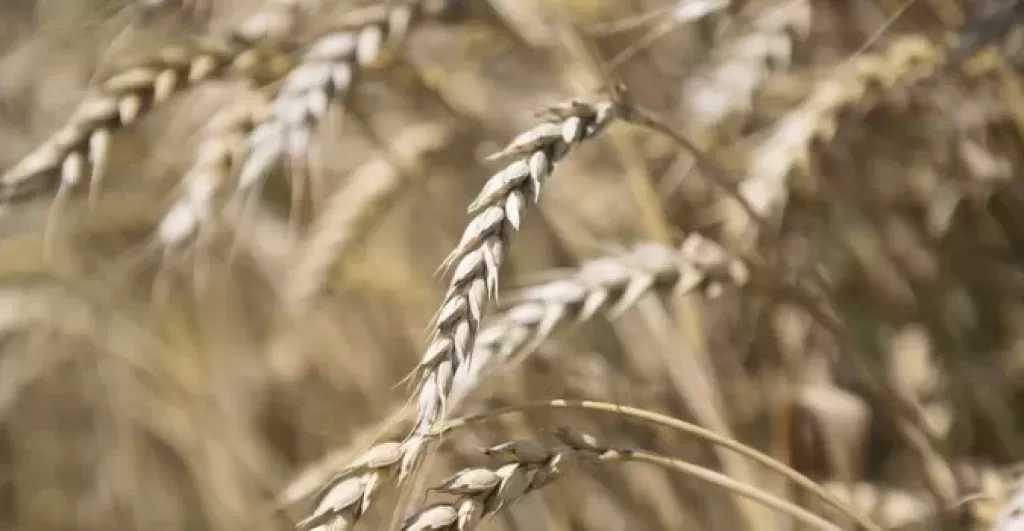بوتين: نبحث إنشاء مركز للحبوب والطاقة في مصر