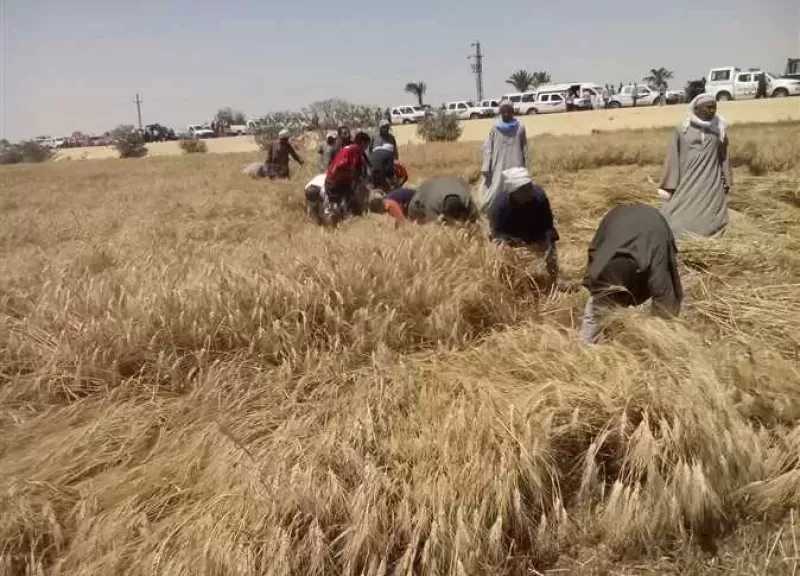 وزارة الزراعة: المساحة المنزرعة بالقمح هذا العام بلغت 3.7 مليون فدان