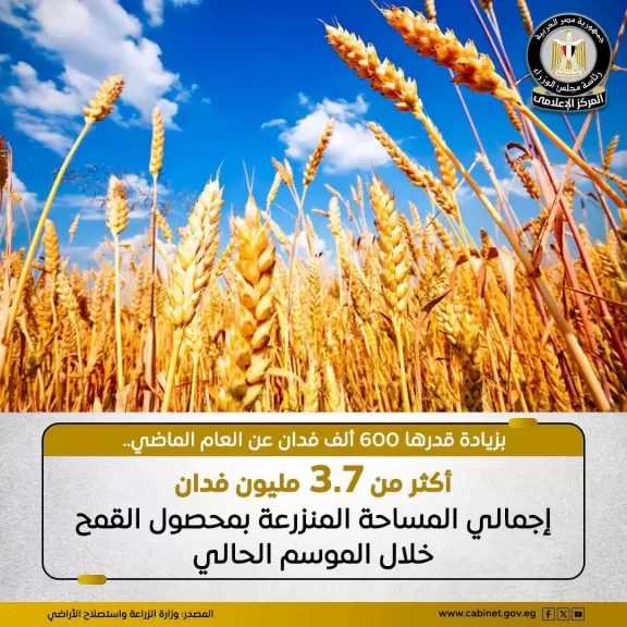 وزارة الزراعة: المساحة المنزرعة بمحصول القمح تخطت حاجز الـ 3.7 مليون فدان بزيادة قدرها 600 ألف فدان عن العام الماضي
