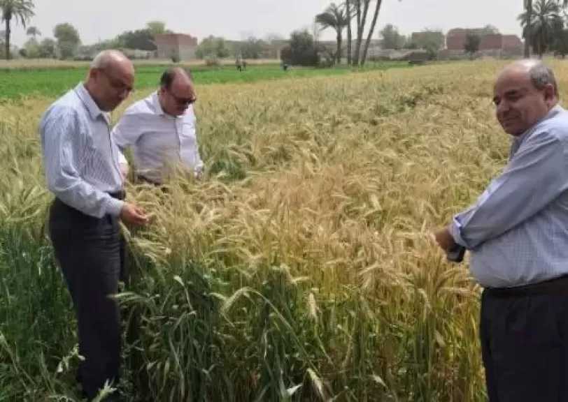 بني سويف.. زيادة 8% في المساحة المنزرعة بالقمح واستعدادات مكثفة للتوريد