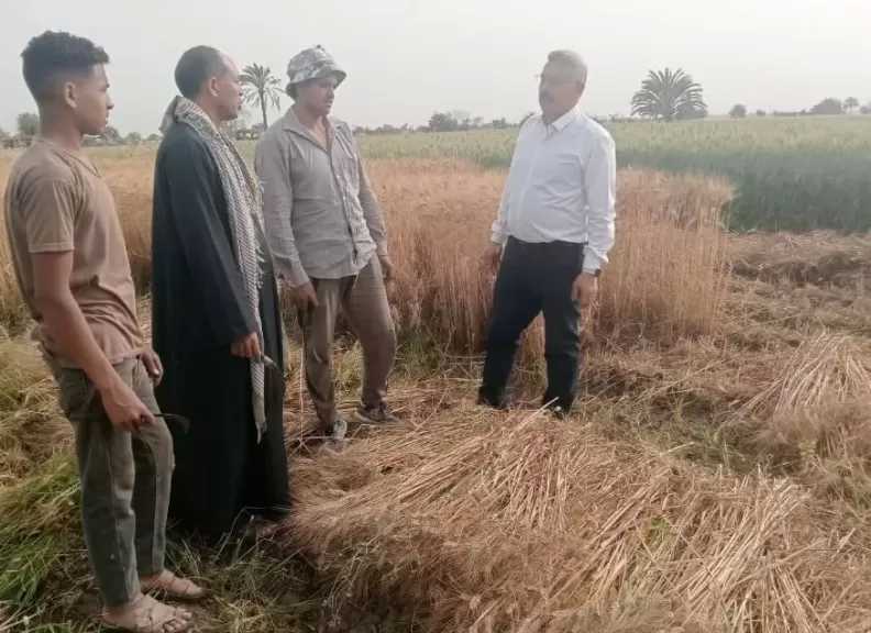 استمرار توريد القمح في 42 موقعا تخزينيا بالمنيا.. ووكيل الزراعة يتابع الحصاد بقرى الظهير الصحراوي