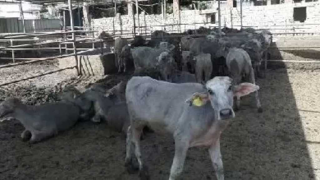 وزير الزراعة يوافق على صرف 154 مليون جنيه جديدة لمشروع البتلو