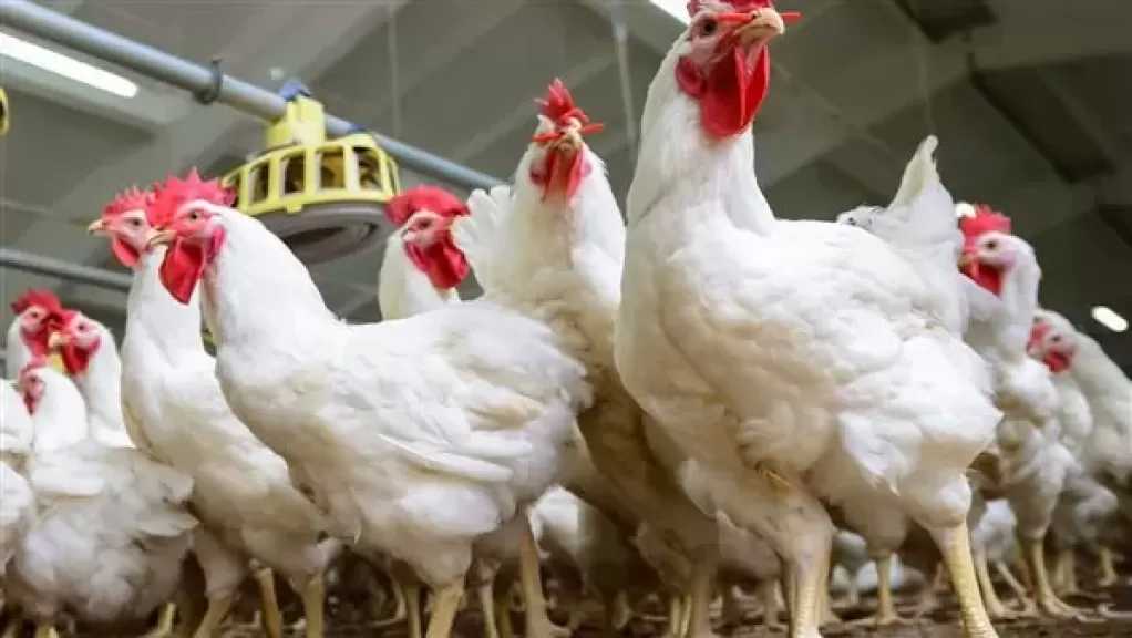 أسعار الدواجن والبانيه بالأسواق اليوم الثلاثاء