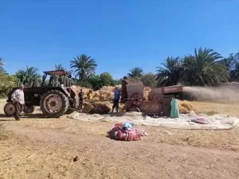 زيادة إنتاجية فدان القمح بجنوب سيناء إلى 13 أردبا هذا الموسم