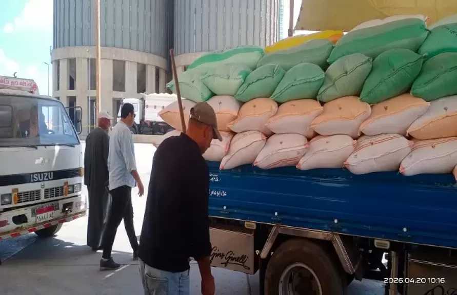كفر الشيخ تستقبل 7150 طن قمح ضمن موسم التوريد 2026