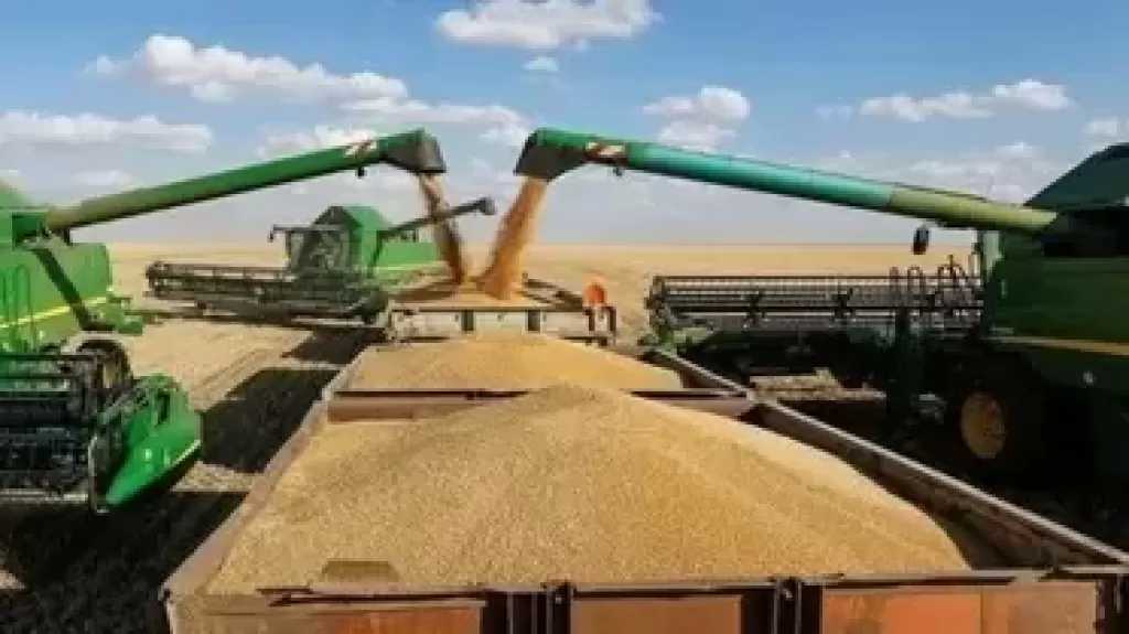 توريد 9300 طن قمح في موسم الحصاد بكفر الشيخ
