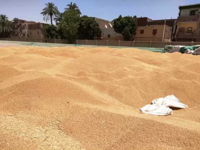 توريد 5200 طن قمح لشون وصوامع البحيرة في موسم الحصاد