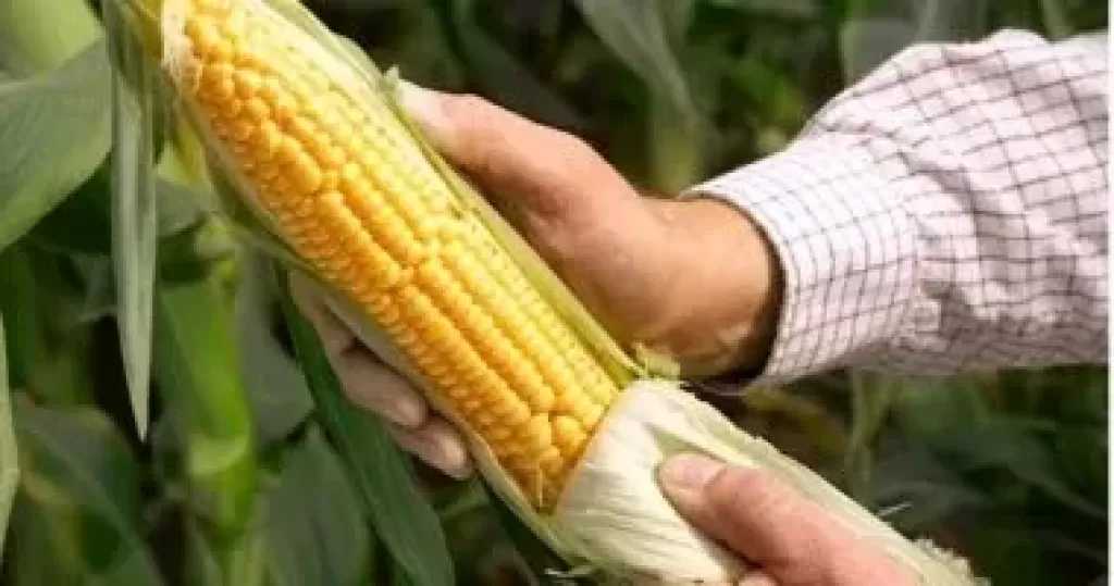 5 عادات نظافة غريبة عبر التاريخ.. قشر الذرة سبق ورق التواليت
