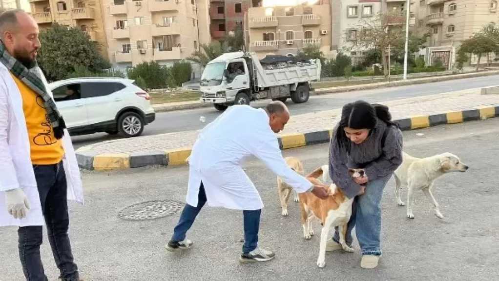 جمعيات الرفق بالحيوان: يجب اعتماد النموذج العلمي والإنساني الناجح في التعامل مع الكلاب الضالة
