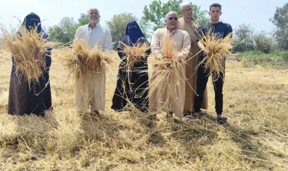 القبض على المتهمين بسرقة محصول القمح في الشرقية