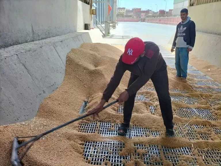 الوادي الجديد: توريد 182 ألف طن قمح وحصاد 111 ألف فدان حتى الآن
